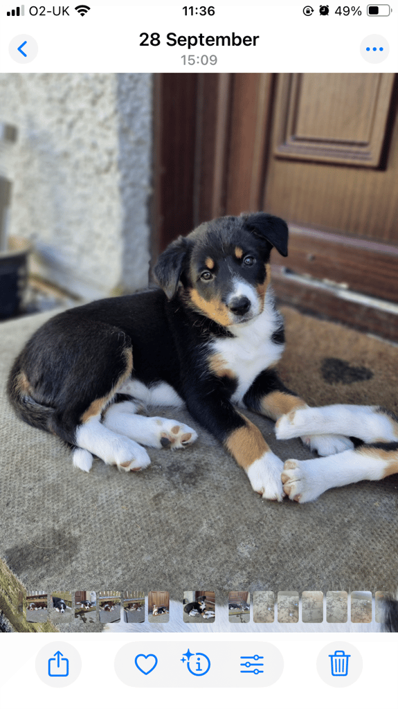 Female BorderCollie pups