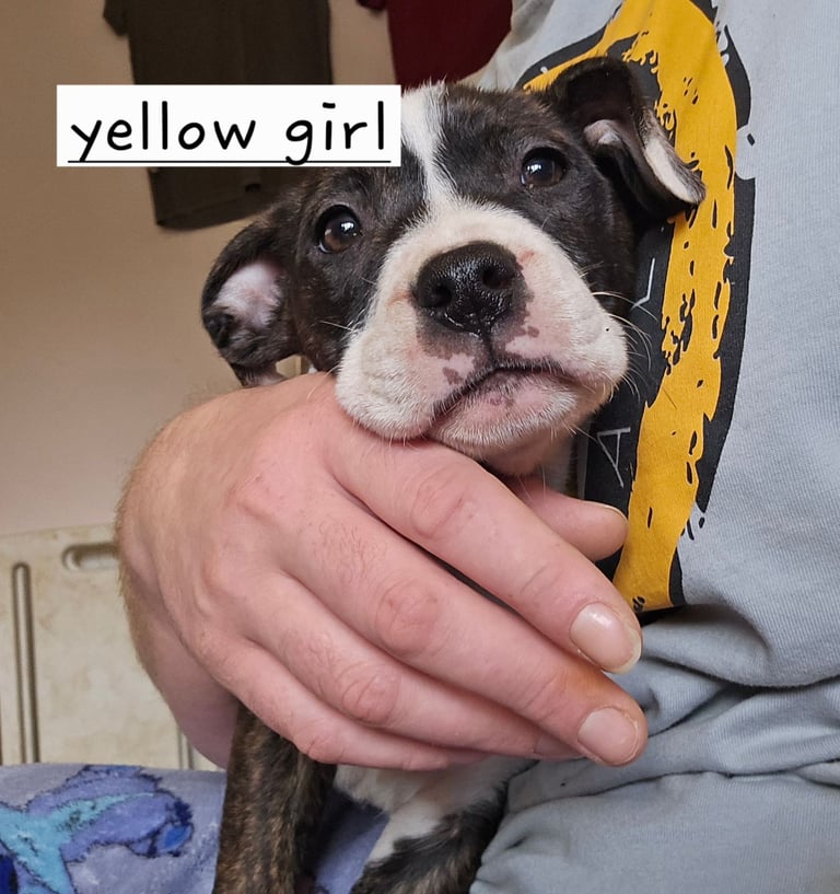 Staffy x mastiff puppies