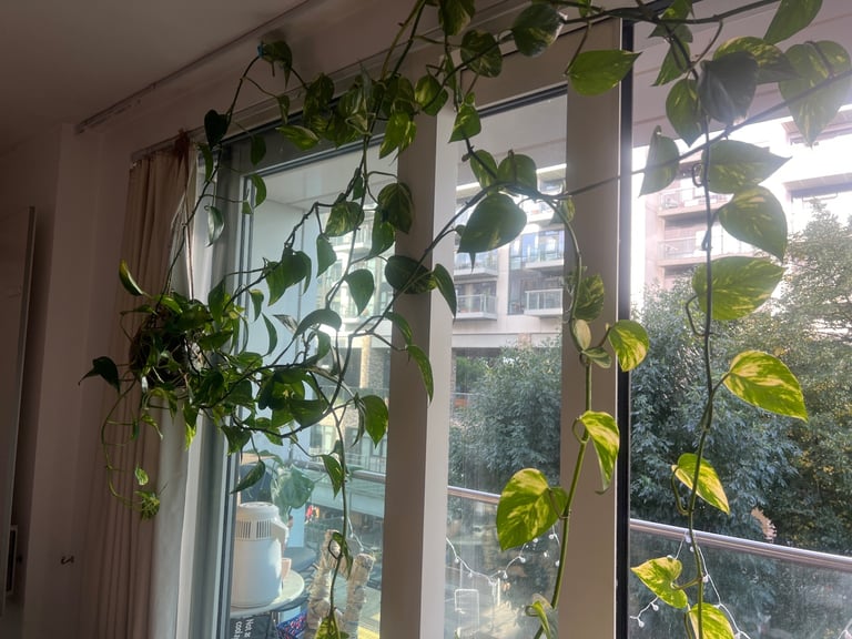 Large indoor pot plant Devil's Ivy (Pothos)