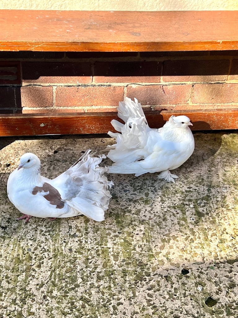 Fantails pigeons 