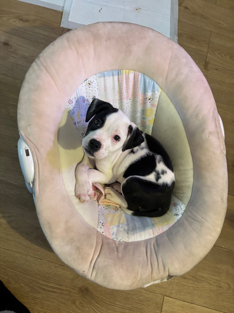 Beautiful American Bulldog Bonnie 