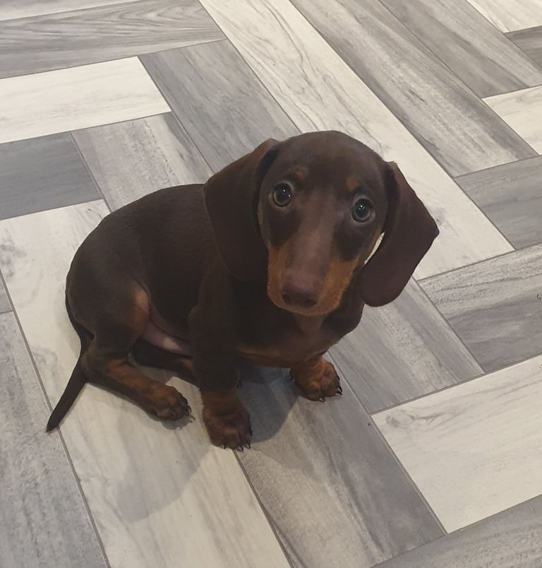 Dachshund puppies for sale