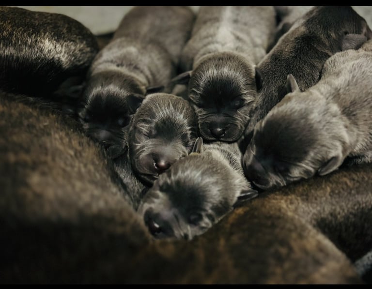 KC Registered Blue Staffy Puppies