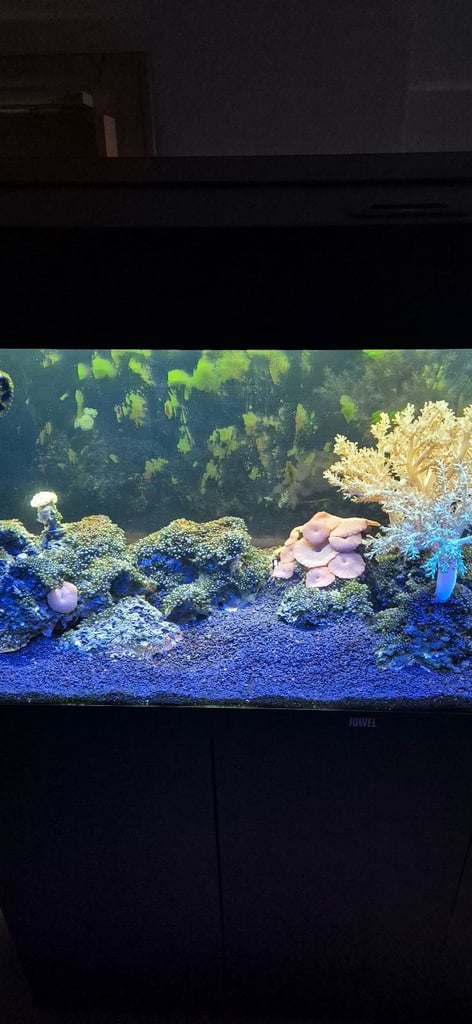 Jewel 180L Marine Tank with Fish, Live Rock/Coral.