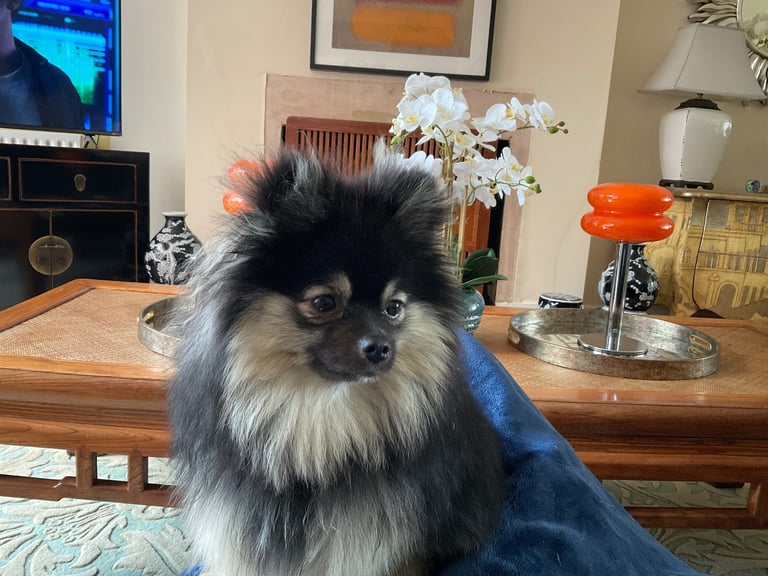 KC registered Pomeranian 12 months old boy