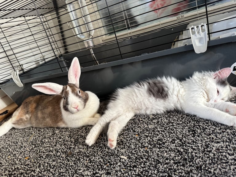 Female rabbit+cage for sale