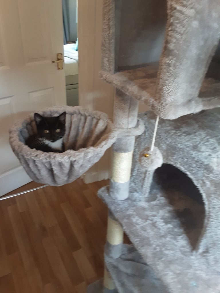 Pretty Tuxedo Kitten Looking For Love