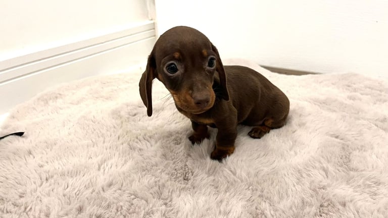 2 Miniature Dachshund Girl Puppies