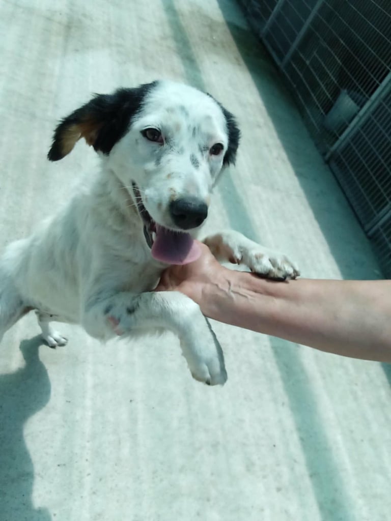 Lovely female Dog needs her new home. Urgent