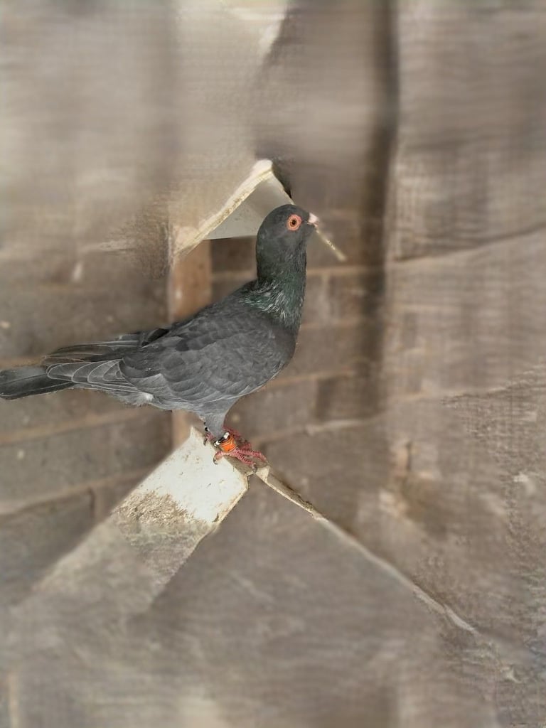 Syrian Pigeon For sale