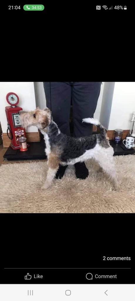 Wire haired fox terrier puppies 