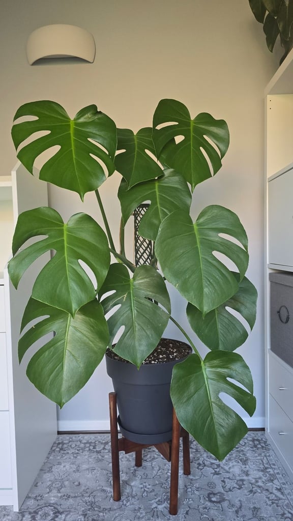 image for Large healthy monstera over 1m