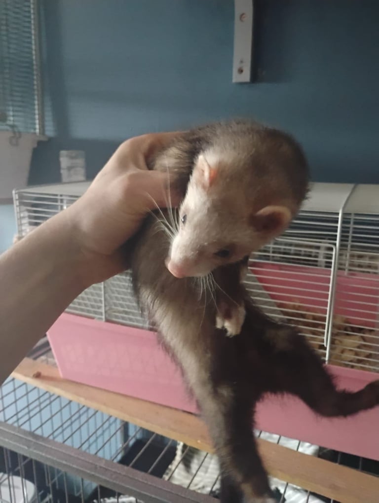 2 female ferrets for sale 
