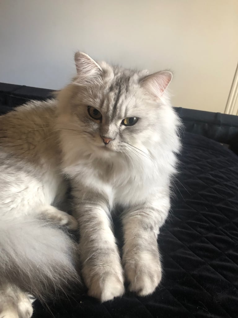Persian Chinchilla Cat/Kitten