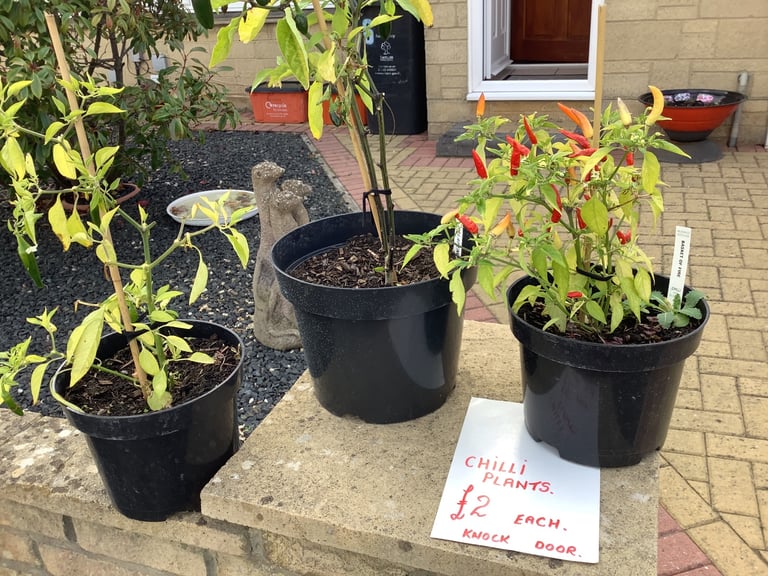 Chilli plants x3. £2 each