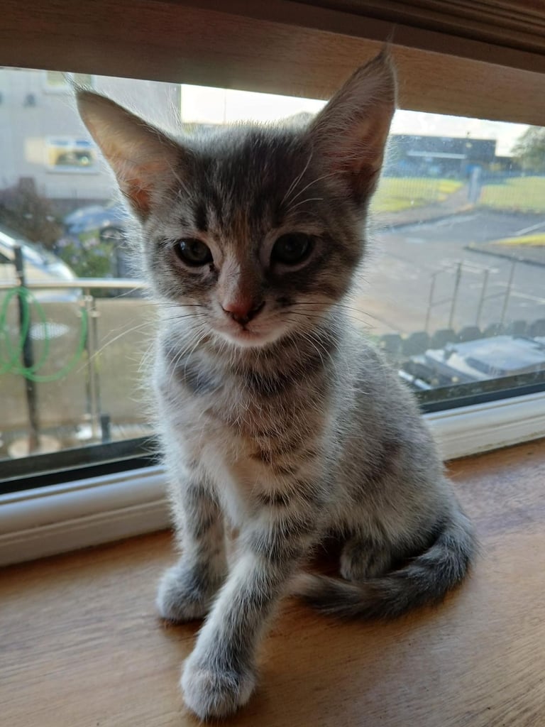 Kitten cross maine coon