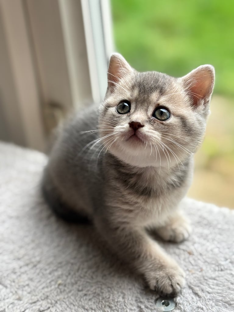 kittens cat for sale