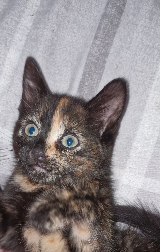 Kittens
