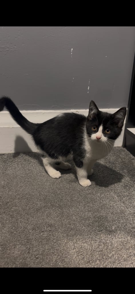 2 Lovely kittens for sale
