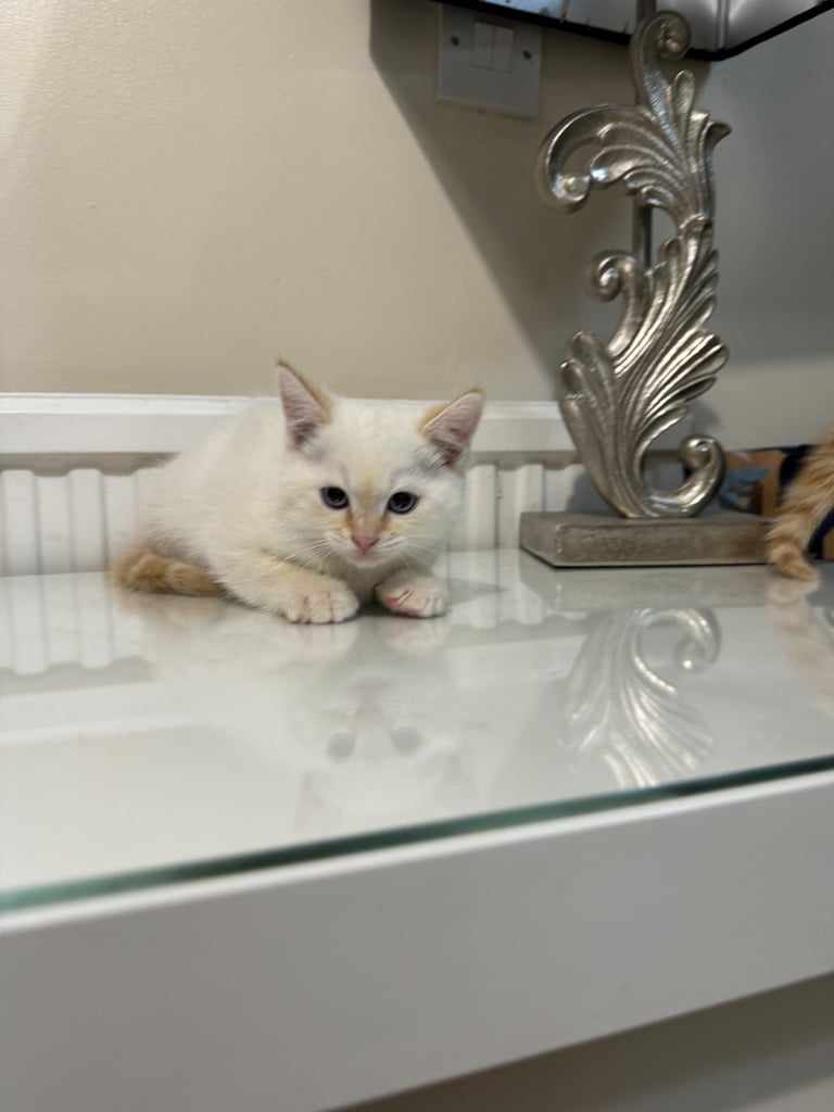 Flame point shorthair kittens 