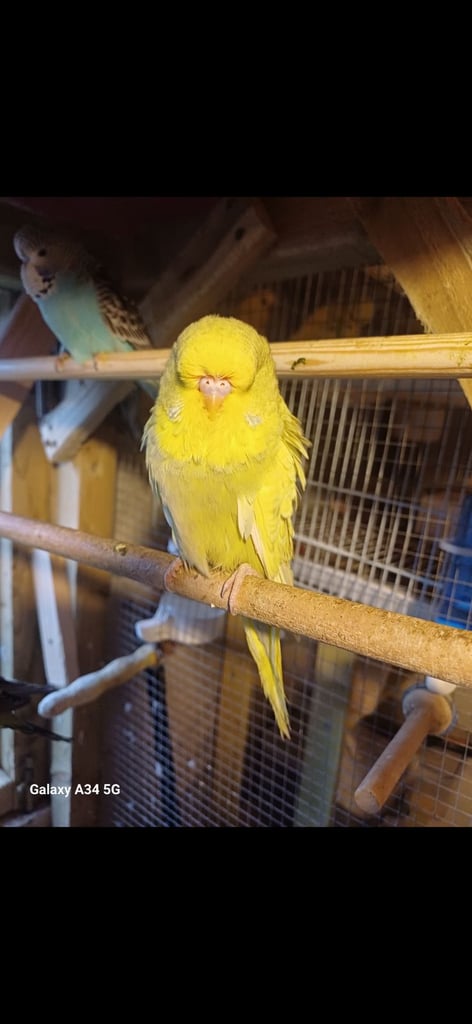 Exhibition Budgies 
