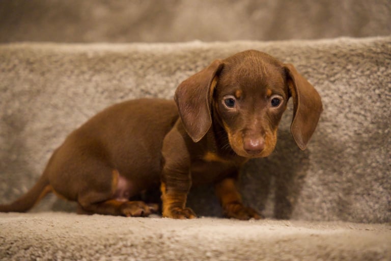 Beautiful pure bred daushunds 