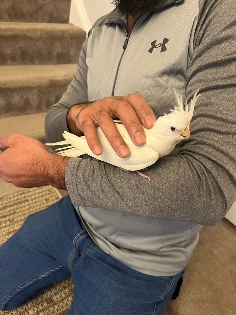 2x Young Albino cockatiels for sale