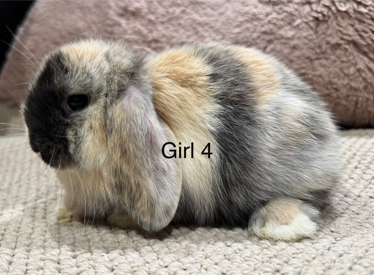 🌸 HARLEQUIN MONI LOPS 🌸 ready to reserve 
