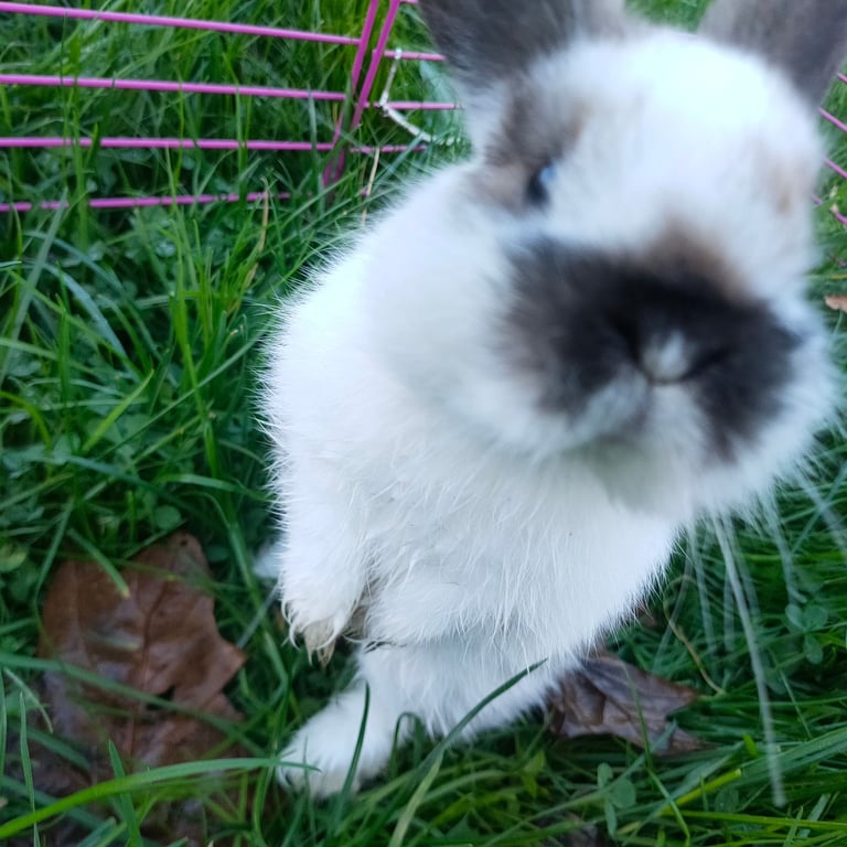 Dutch Lop Bunny