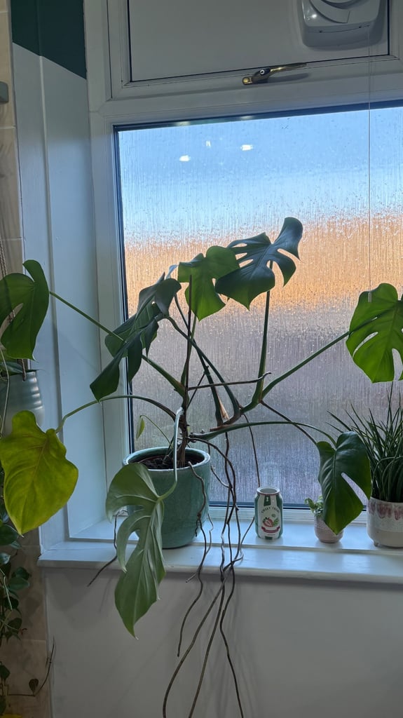 Established monstera plant