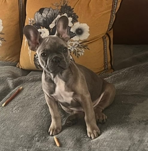 French bulldog puppy 