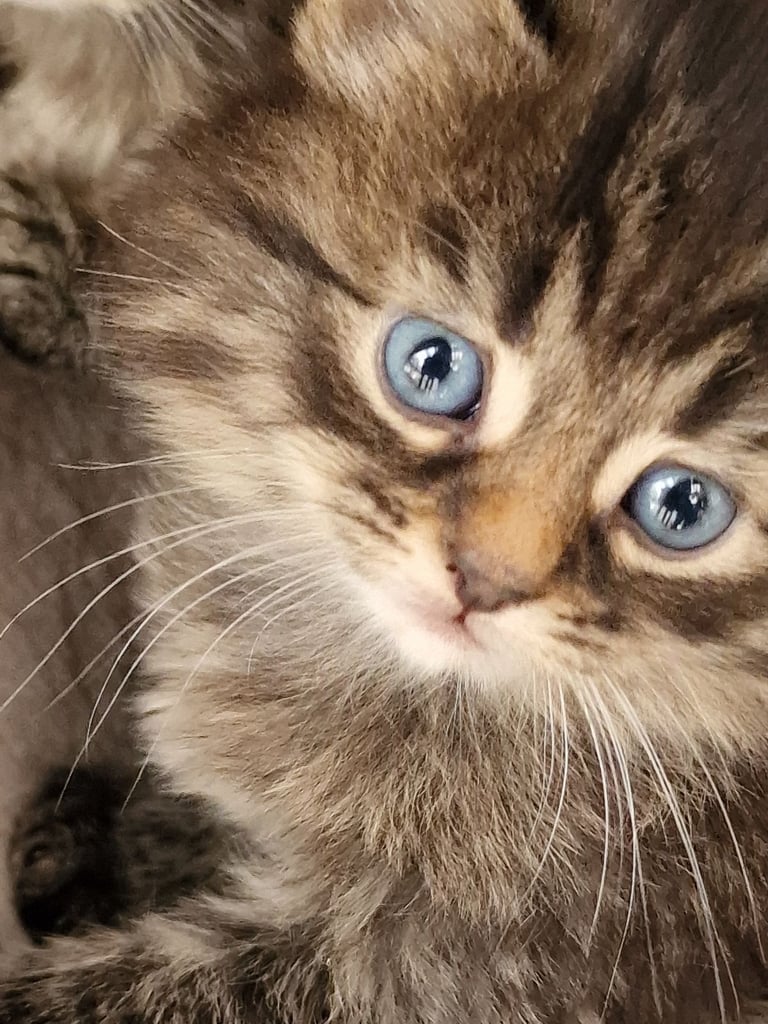 Polydactl maine coone kittens 