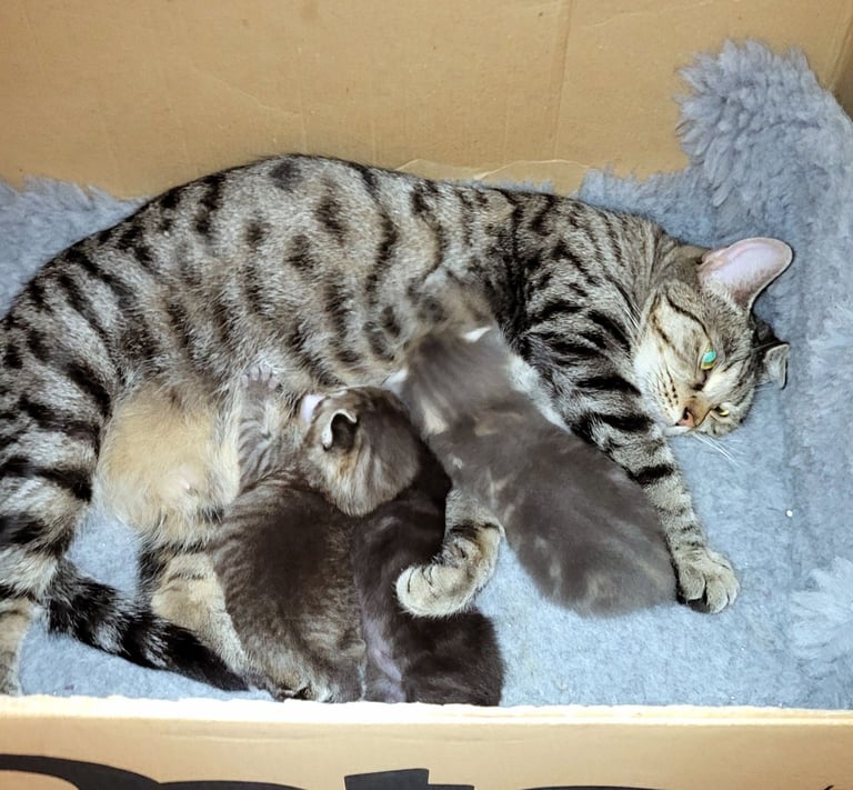 🐾 Adorable Kittens Ready for Their Forever Homes 🐾