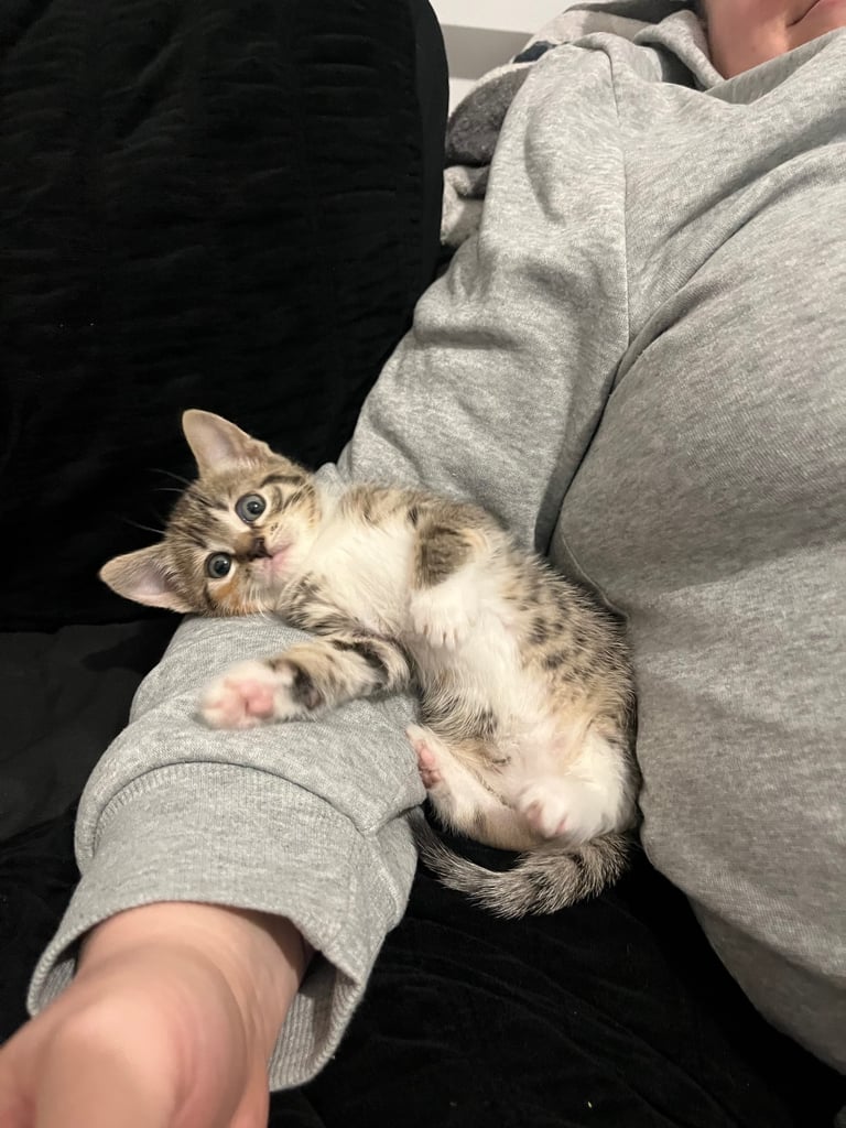 image for Mixed breed kitten