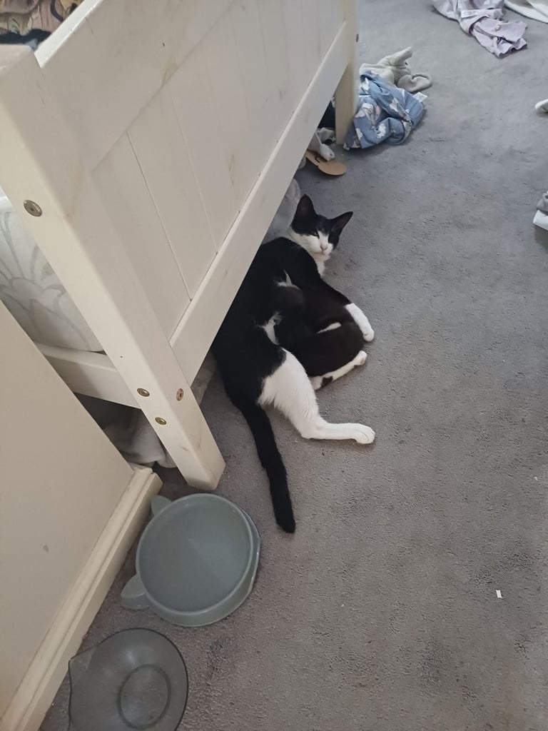 Beautiful black and white kittens.