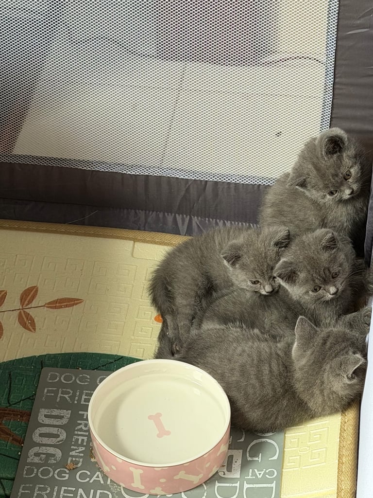 🐾 British Shorthair Kittens for Sale 🐾