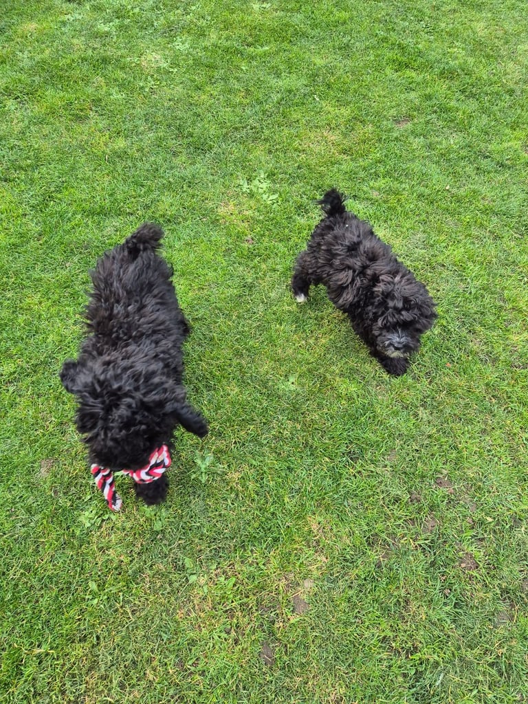 F2 COCKAPOOS FAMILY-REARED PETS