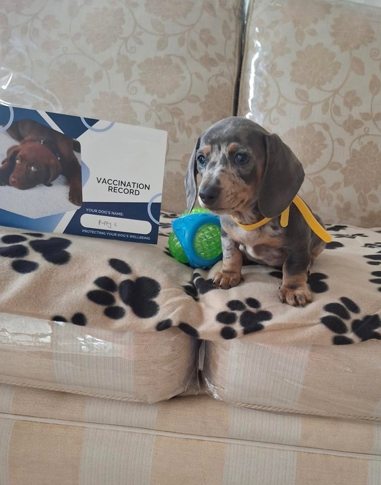 Miniature dachshund puppies (READY NOW)
