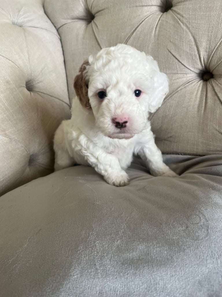 Beautiful Cavapoochon Puppies