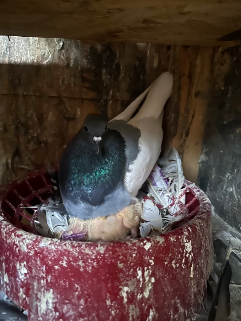 Racing and fancy pigeons 
