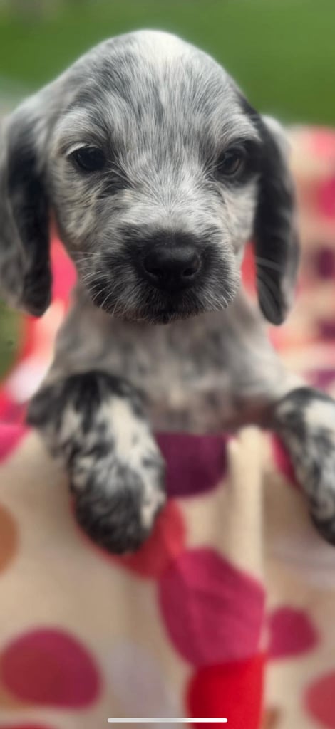 Cocker spaniel pups ready now 
