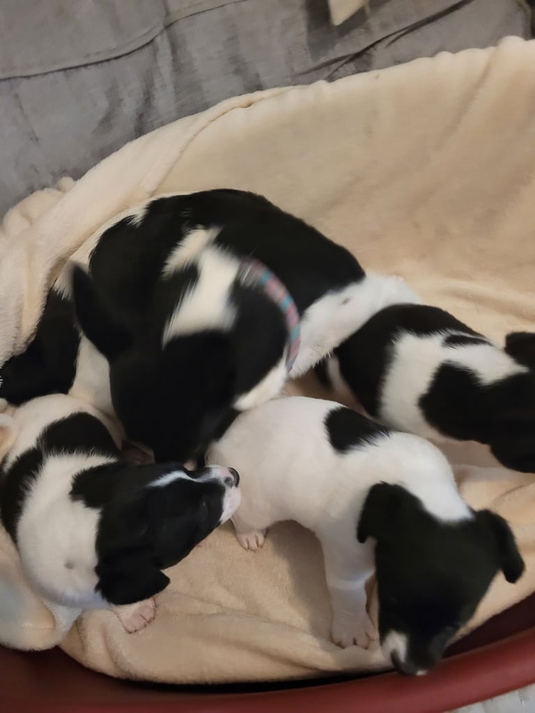 image for Puppieslitter 