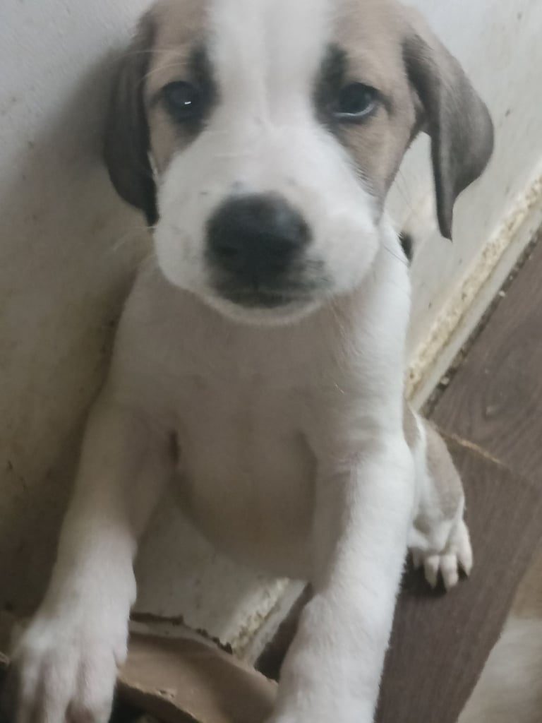 Mixed breed puppies for sale