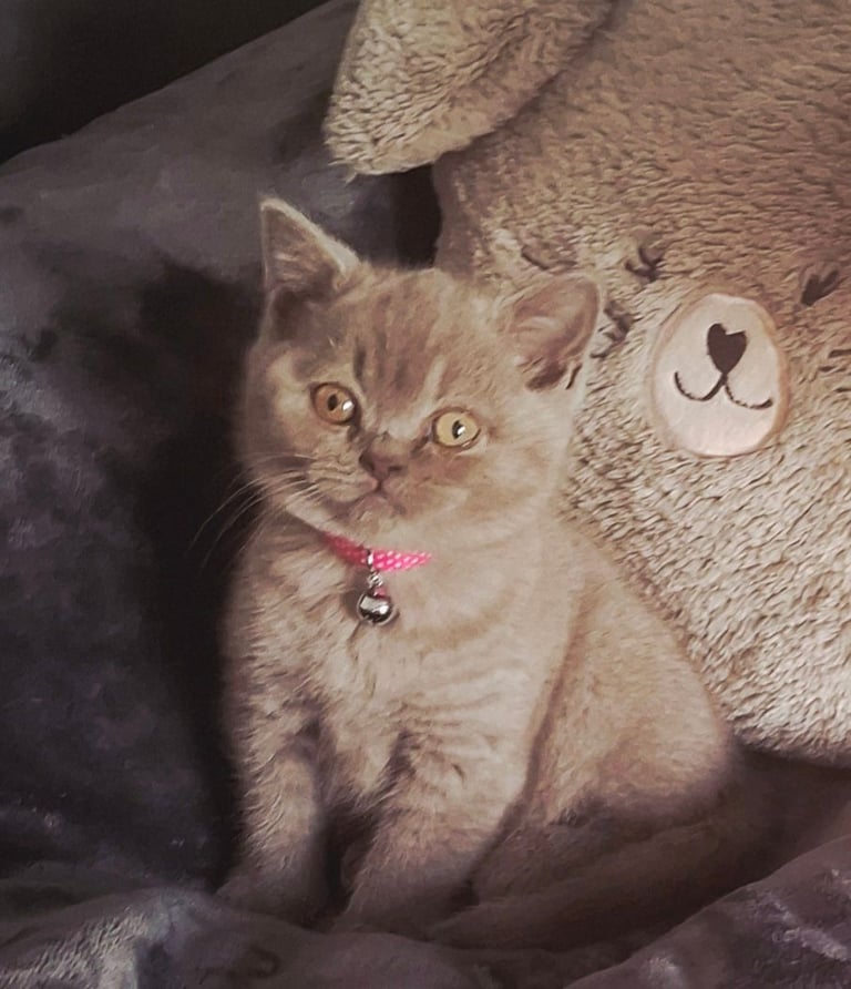 image for British Blue kitten 8 week old