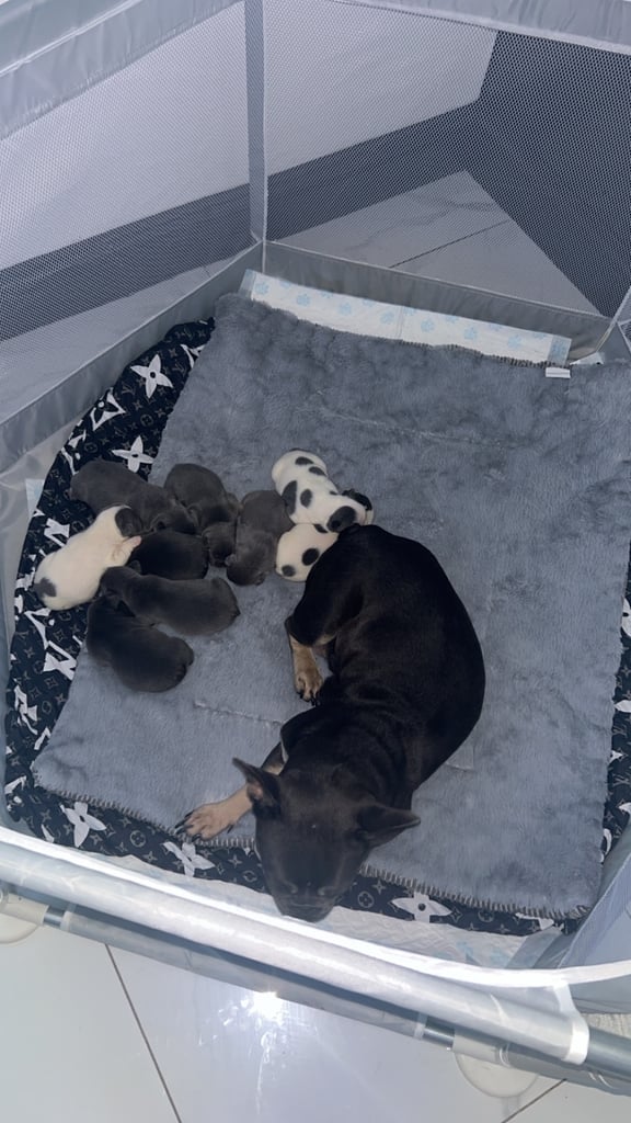 French bulldog pups 