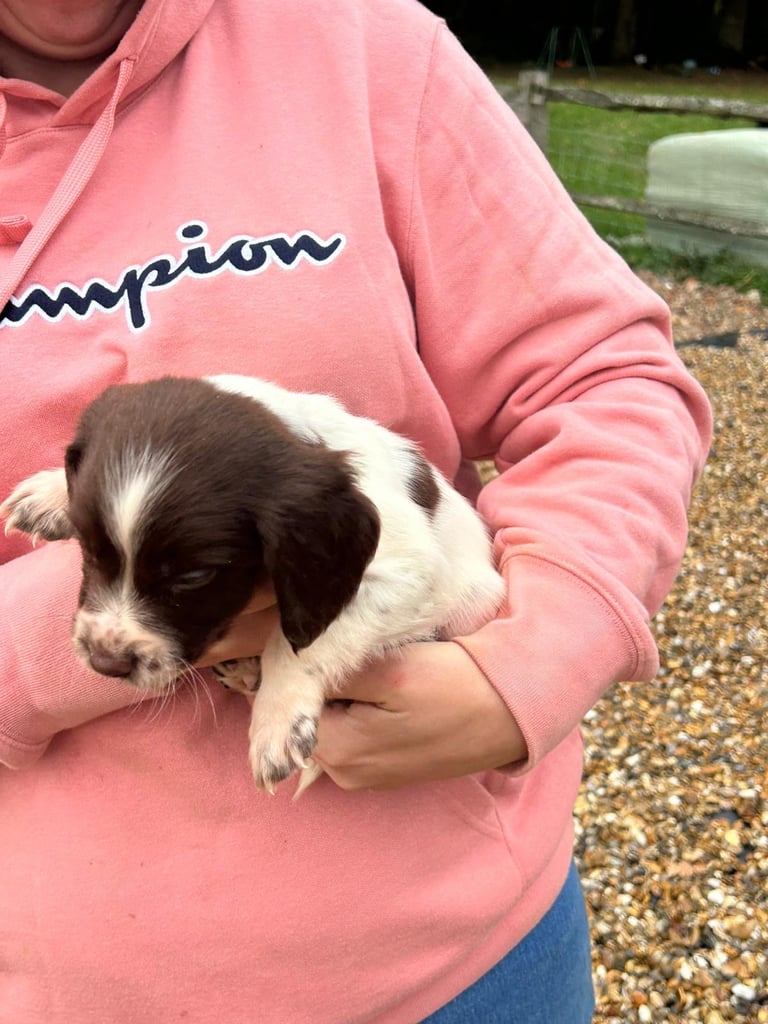 Springer spaniel puppies 