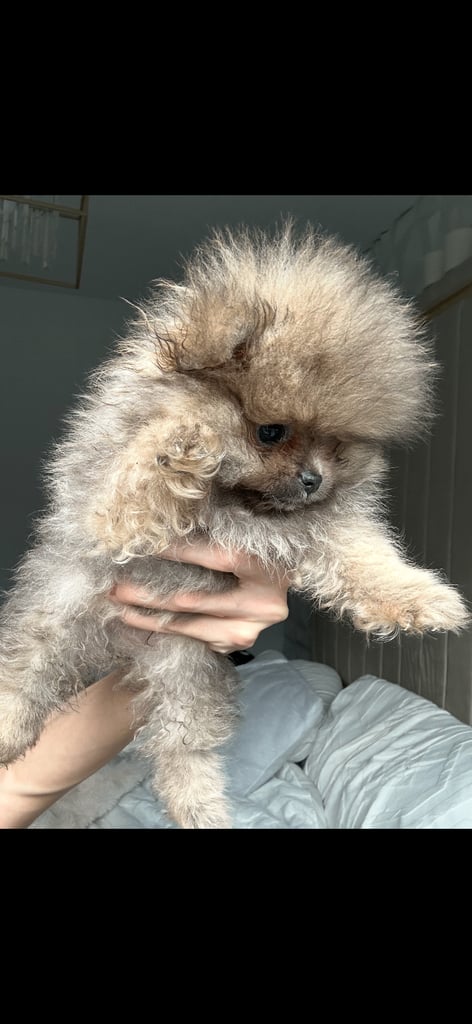 pure teddy bear Pomeranian boy xxs
