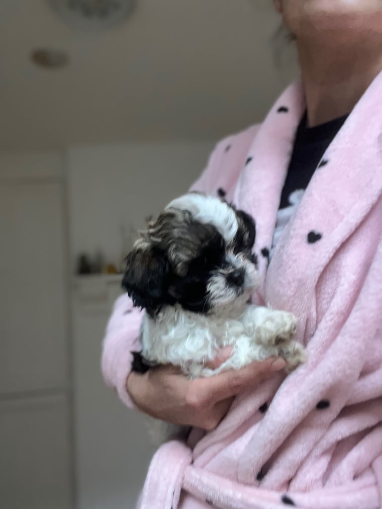Maltese