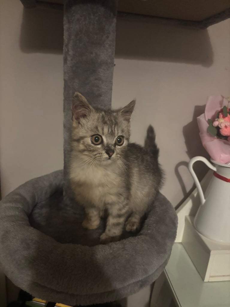 Half Persian kittens 