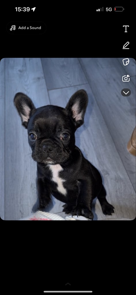 5 beautiful French bulldog puppy’s 